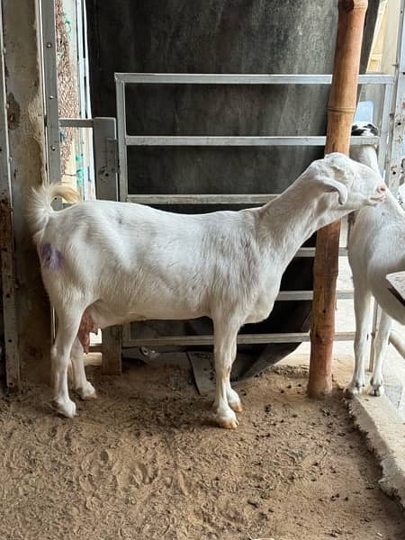 Good quality teddy, gulabi and pateri goats for sale 11