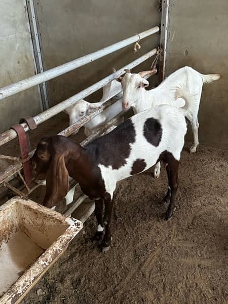 Good quality teddy, gulabi and pateri goats for sale 12