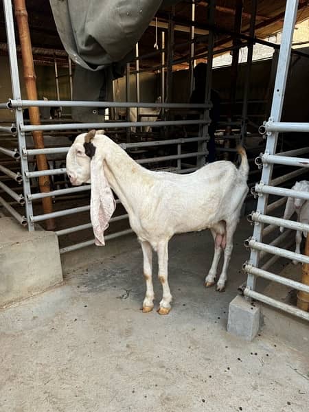 Good quality teddy, gulabi and pateri goats for sale 13