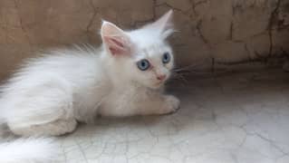 2 male kitten 1blue eyes 1 hazal eyes