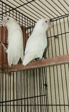 Albino breeder pair