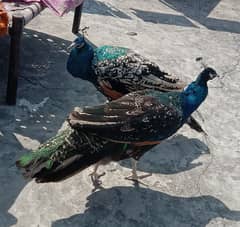 Blue shoulder Peacocks Pair for Sale