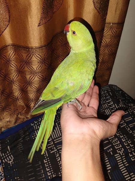 ringneck 8 month parrot 0