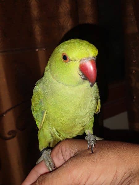 ringneck 8 month parrot 1