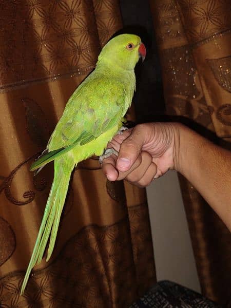 ringneck 8 month parrot 2