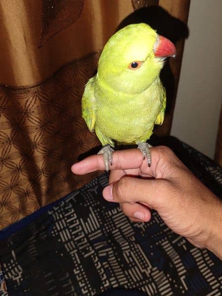 ringneck 8 month parrot 3