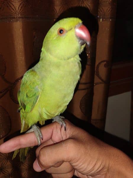 ringneck 8 month parrot 4