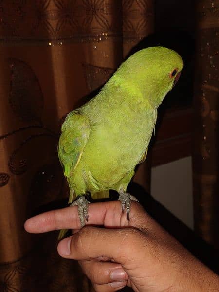 ringneck 8 month parrot 5