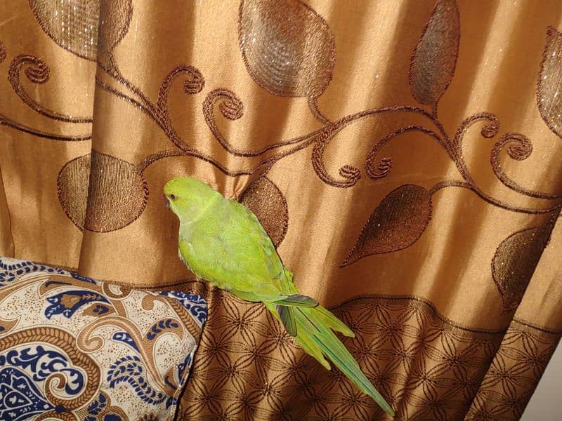 ringneck 8 month parrot 6