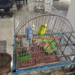 austilan parrot pair breed with cage ka sath