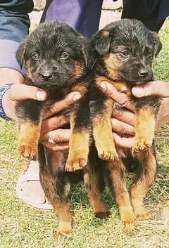 Germen shepherd puppies for sale