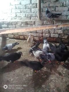 12 Pigeons Pairs