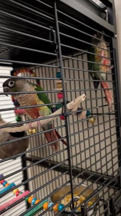 Green Cheek Conure Red factor