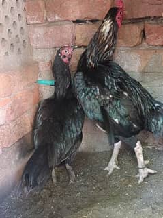 Mushka Pair For Sale