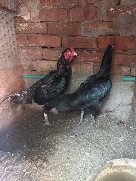 Mushka Pair For Sale 4