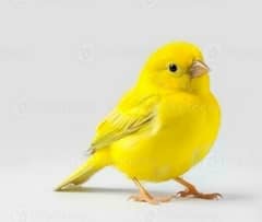 Singing Canary Male for sale in Lahore