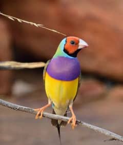 lady gouldian finch