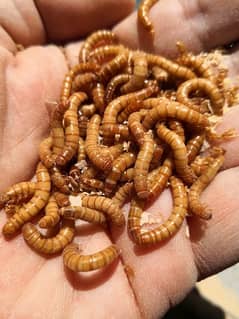 Mealworm for sale Rs 5 per piece mealworm please message if questions