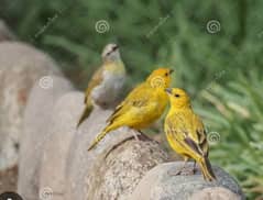 Canary Birds for sale