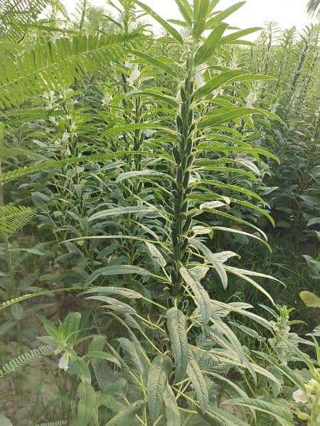 Single Stick Tili Seed (Sesame) 3