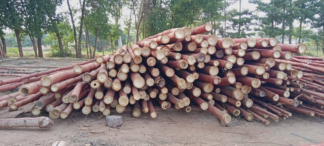 We have a good quality of bamboo poles and stick with diffetent sizes. 1