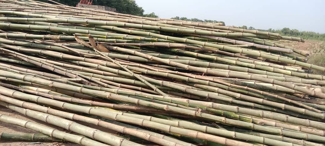 We have a good quality of bamboo poles and stick with diffetent sizes. 4