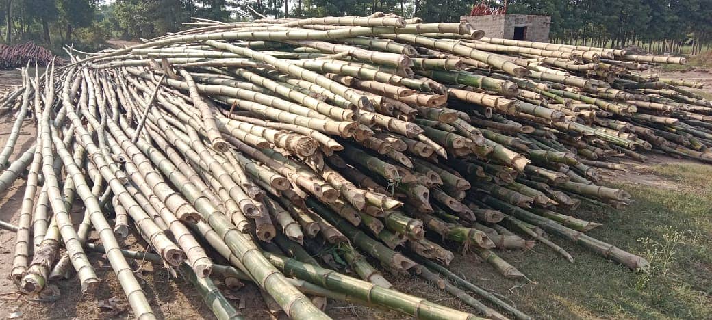 We have a good quality of bamboo poles and stick with diffetent sizes. 6