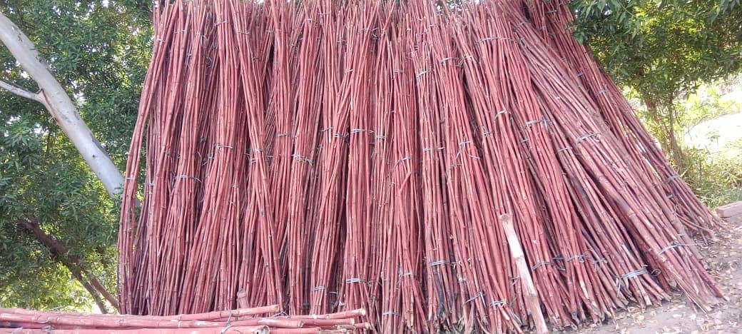 We have a good quality of bamboo poles and stick with diffetent sizes. 10