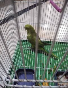 active parrot 0