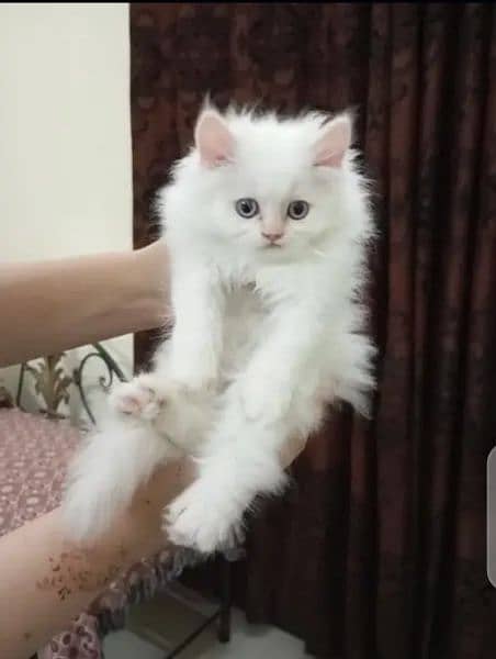 Persian Cat for sale my WhatsApp number03"34"58"14"757" 0