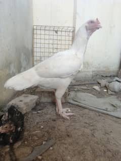 heera aseel madi fe male hira breed