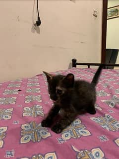 3 Persian Kittens Age 2 months