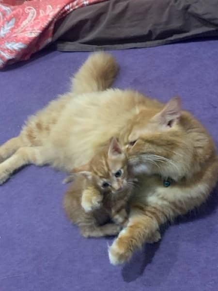 3 Persian Kittens Age 2 months 6