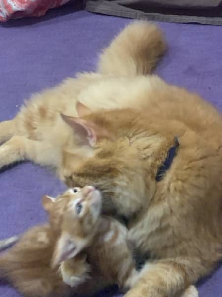 3 Persian Kittens Age 2 months 7