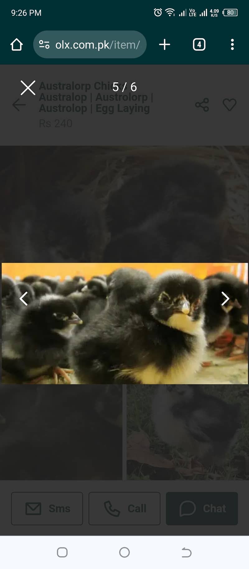 10 Purely home birth Austorlop chicks 2 months old 2