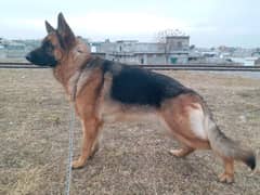 German Shepherd