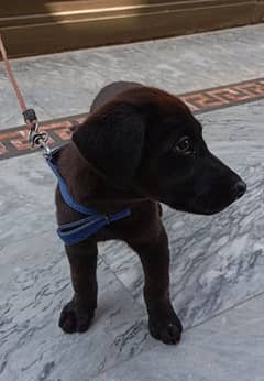 pure Labrador puppy