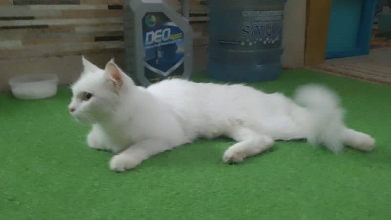 selling my female cat Turkish Persian 0