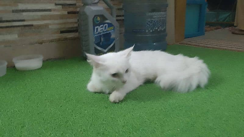 selling my female cat Turkish Persian 2