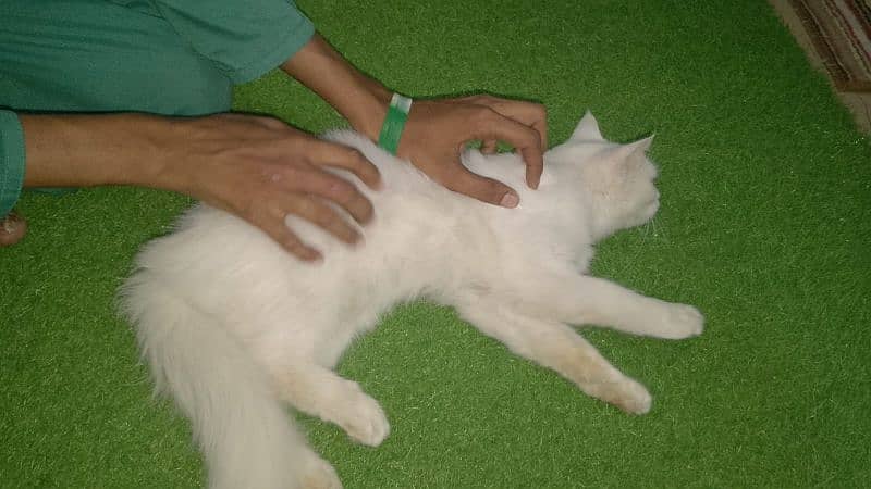 selling my female cat Turkish Persian 5