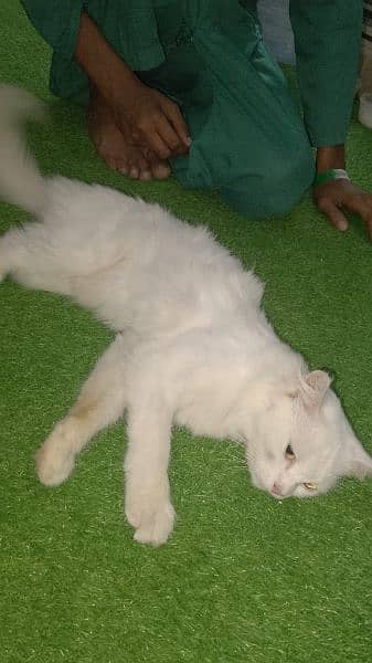 selling my female cat Turkish Persian 6