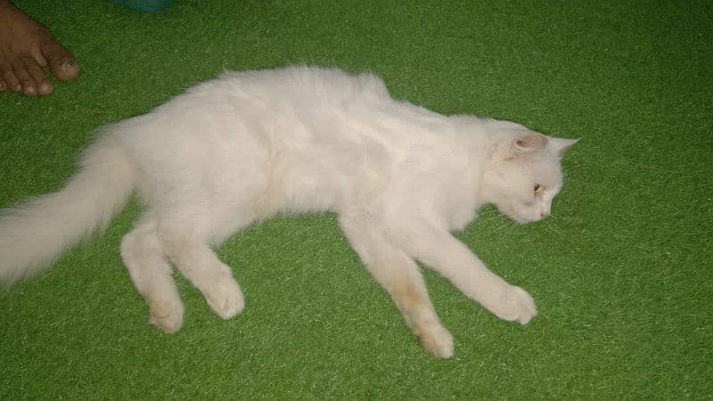 selling my female cat Turkish Persian 7