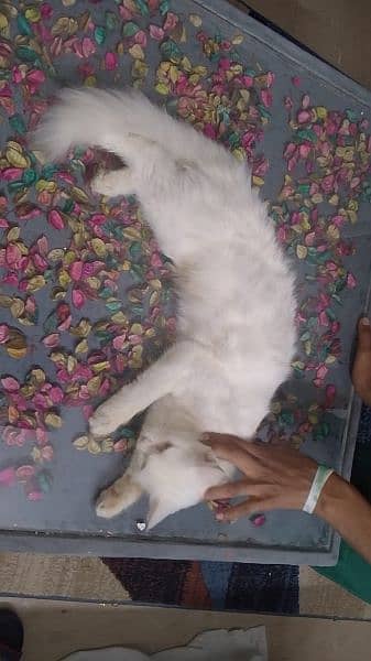 selling my female cat Turkish Persian 10