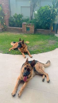 German shepherd pair