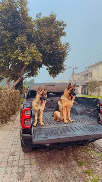 German shepherd pair 1