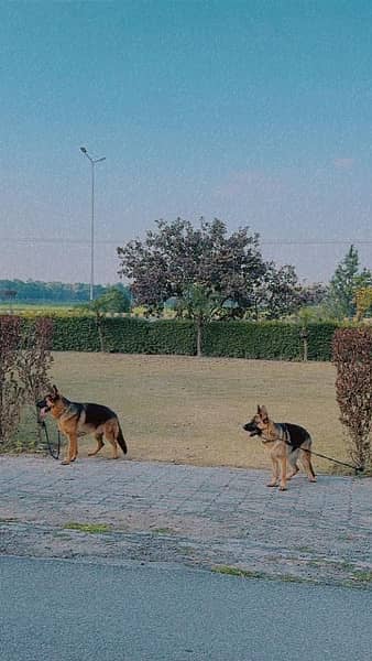 German shepherd pair 2