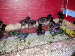 1 week  Ayam cemani chicks avil fresh and healthy