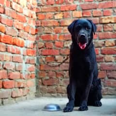 Labrador for sale