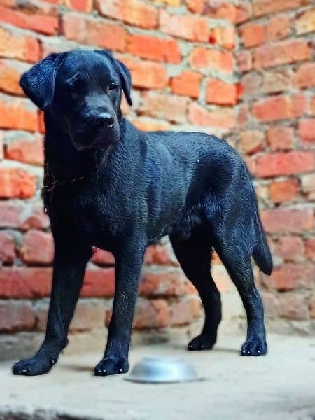 Labrador for sale 1