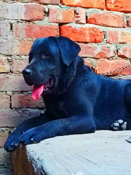 Labrador for sale 2